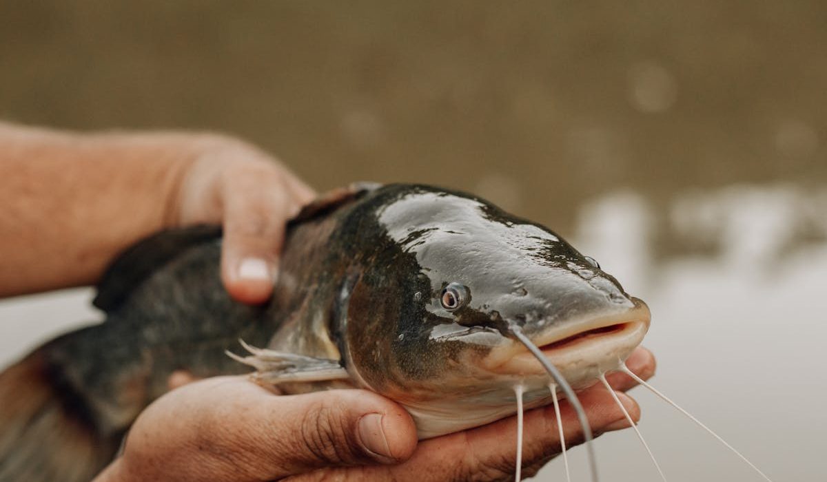 manfaat ikan lele bagi kesehatan