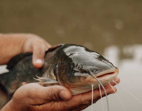 manfaat ikan lele bagi kesehatan