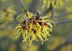 manfaat witch hazel untuk kesehatan
