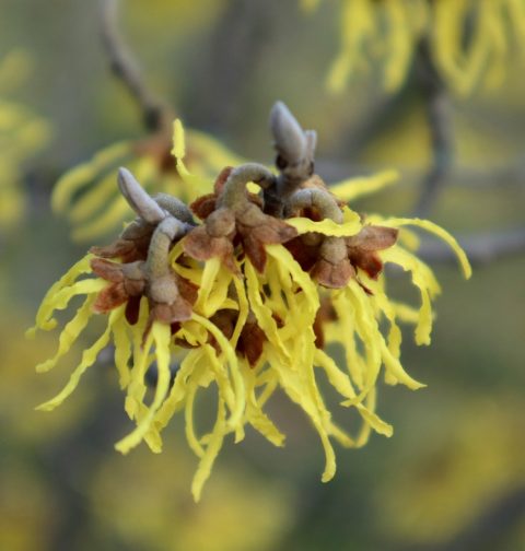 manfaat witch hazel untuk kesehatan