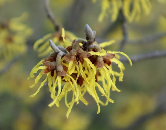manfaat witch hazel untuk kesehatan